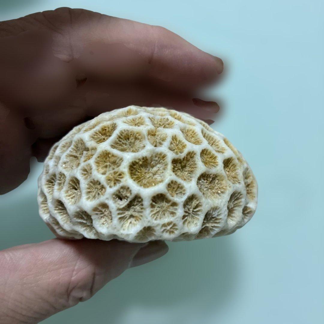 サンゴの化石 手のひらサイズ