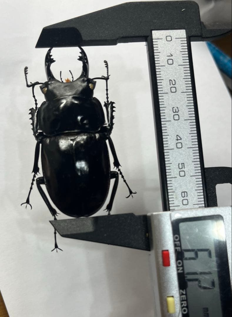 ヤエヤママルバネ 野外品 約61ミリ 西表島産