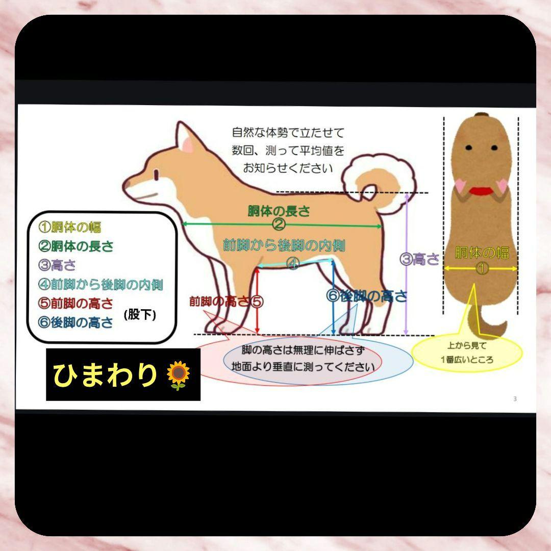 トイプードル4輪　リハビリ　食事補助　犬用車椅子　介護補助　犬の歩行器