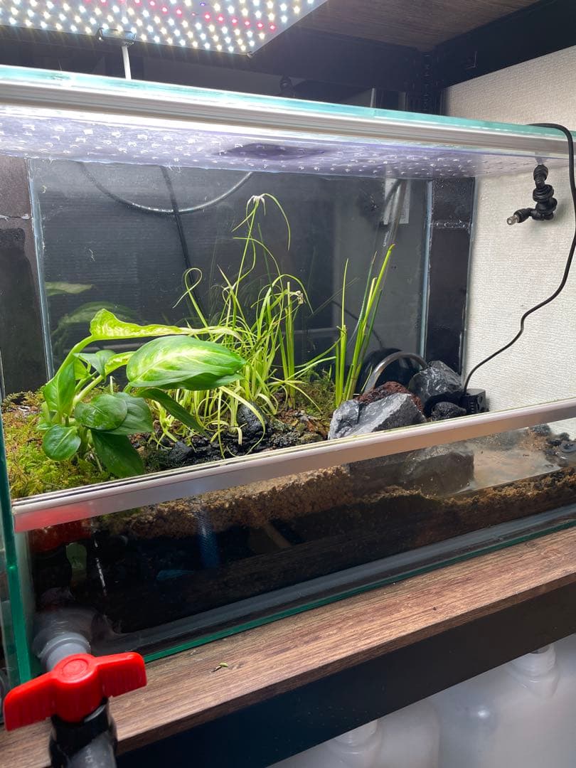 【受注生産】 小川のあるアクアテラリウム 60センチ水槽