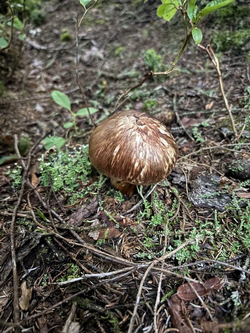 【北海道産地】9月6日朝収穫！美味しい松茸　141g