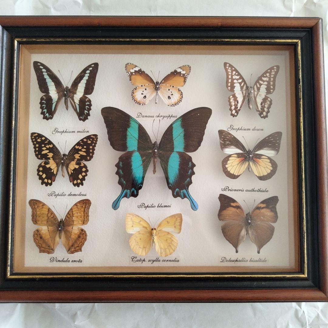 美しい蝶の標本セット 9匹