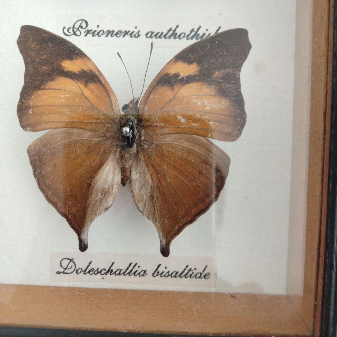 美しい蝶の標本セット 9匹