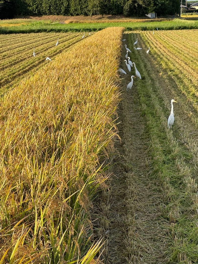 農家直送！　令和7年産コシヒカリ　精米10キロ　5キロ袋✖️2