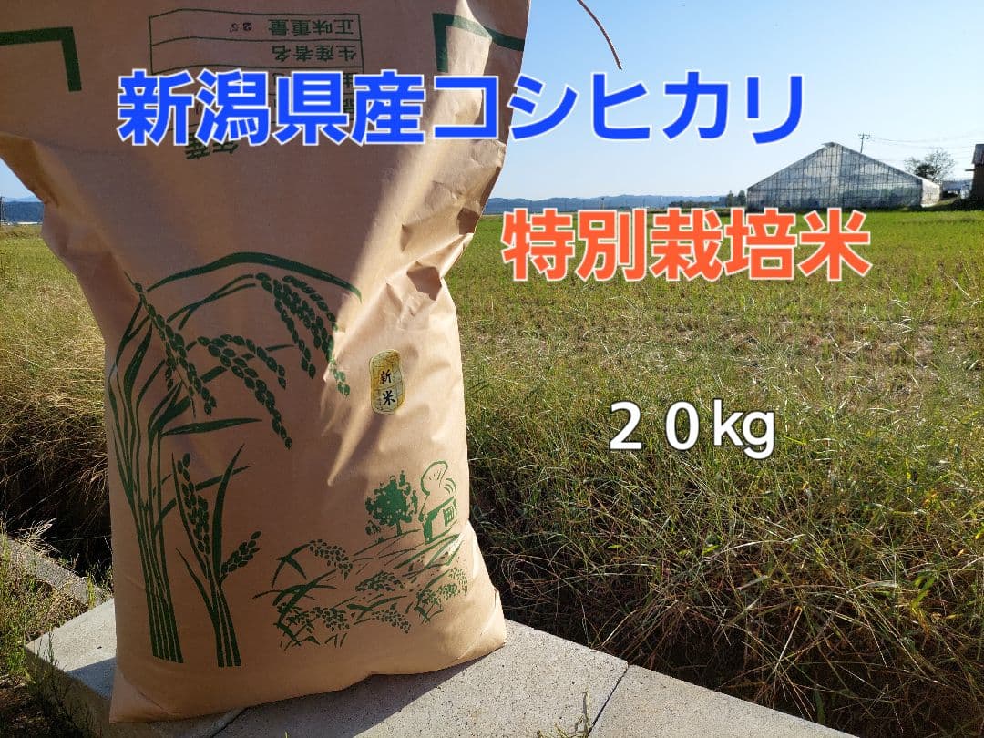 新潟県産 コシヒカリ 特別栽培米 20kg（従来コシヒカリ）