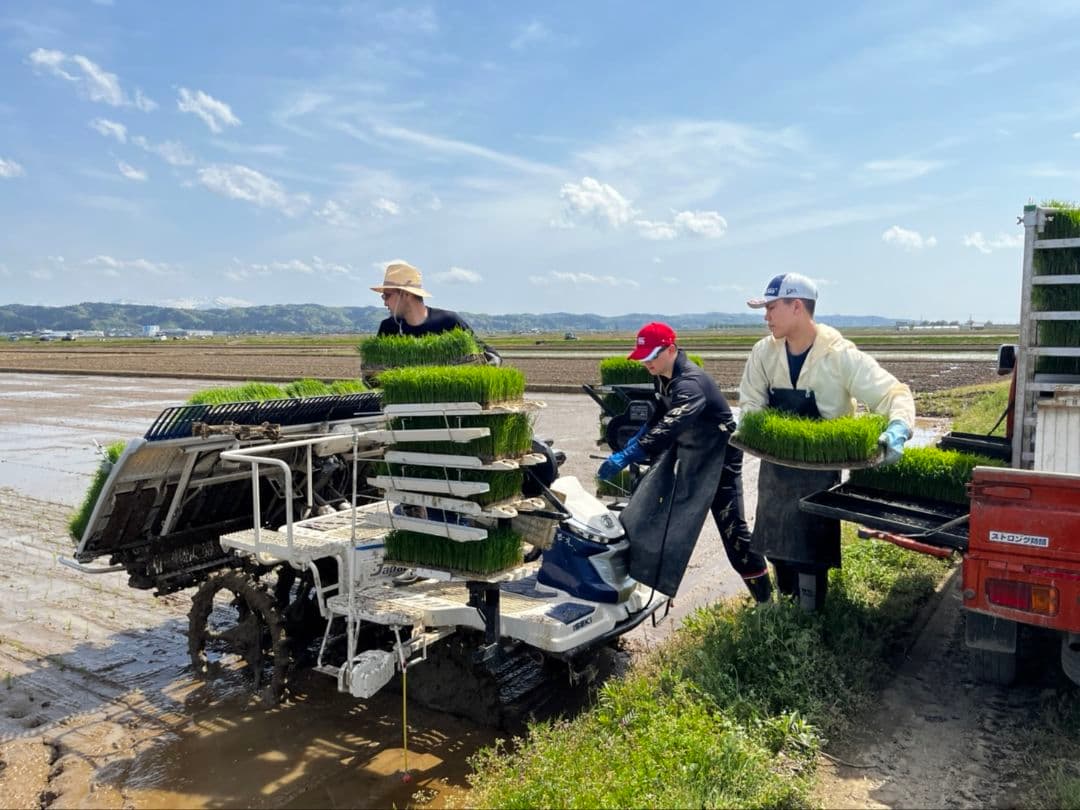 新潟県産 コシヒカリ 特別栽培米 20kg（従来コシヒカリ）