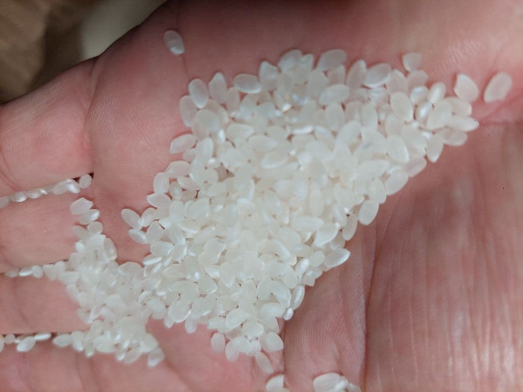 新潟県産 コシヒカリ 特別栽培米 20kg（従来コシヒカリ）