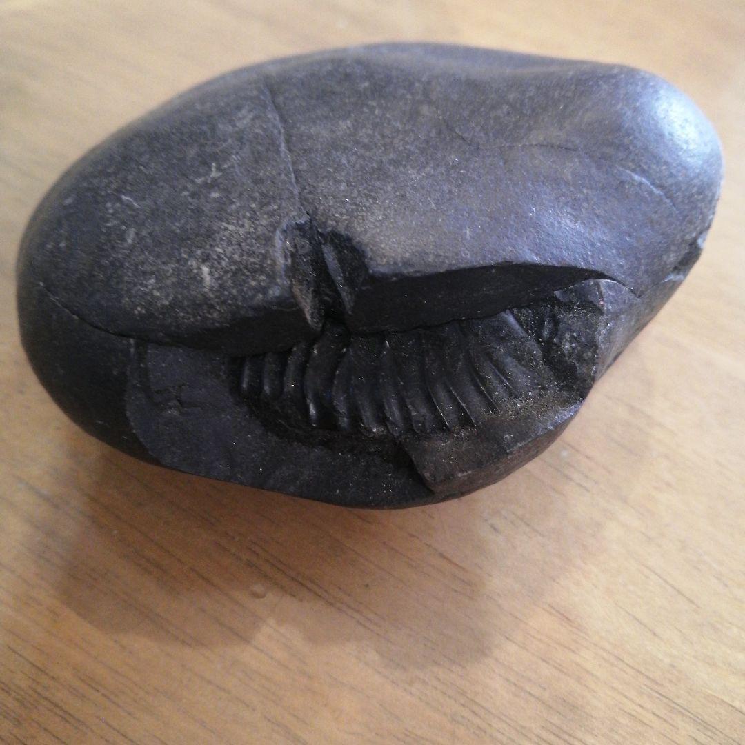 ネパールムクチナート産出。黒色アンモナイト化石 大きいサイズ(希少）