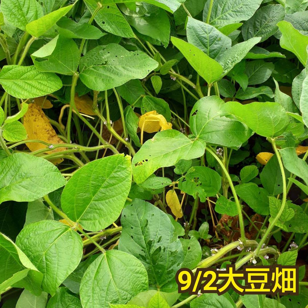 自然栽培　幻の大豆『八天狗』15kg 熊本県産