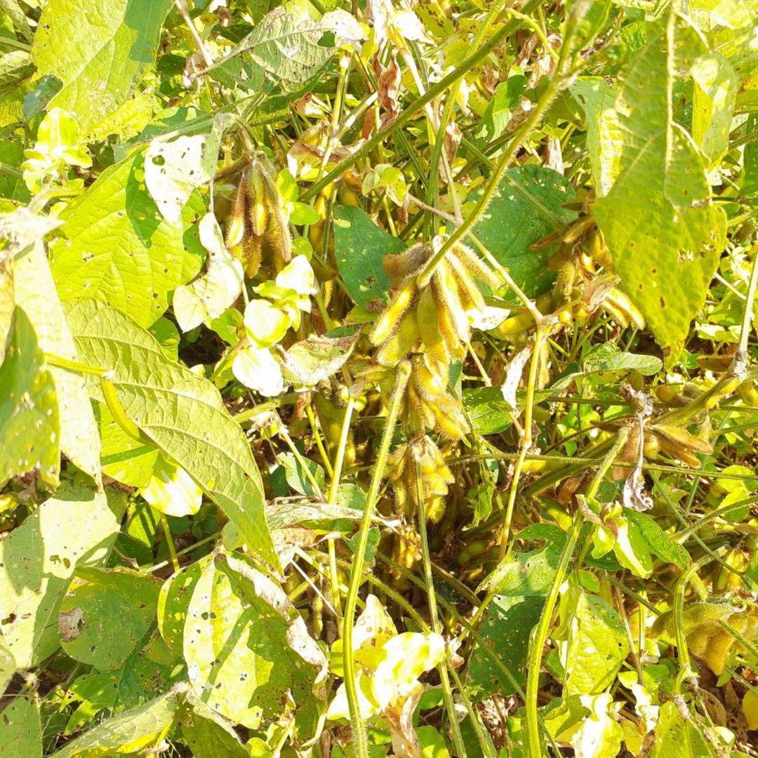 自然栽培　幻の大豆『八天狗』15kg 熊本県産