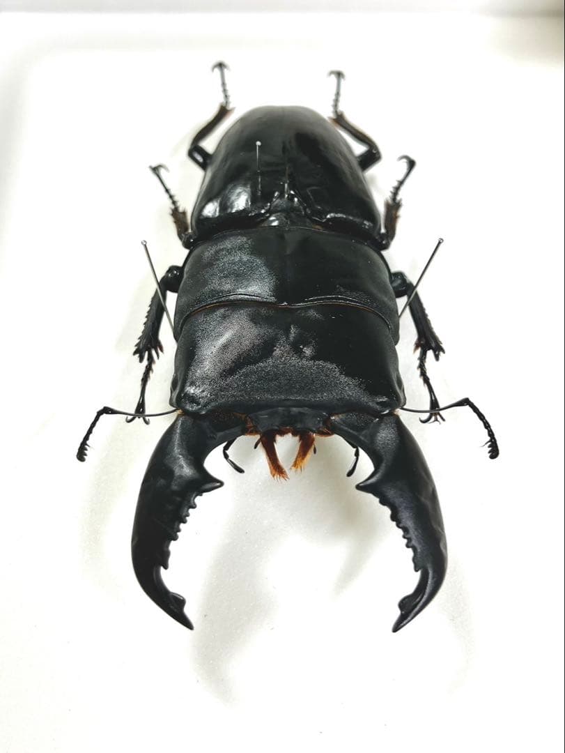 スマトラオオヒラタクワガタ 106mm 標本