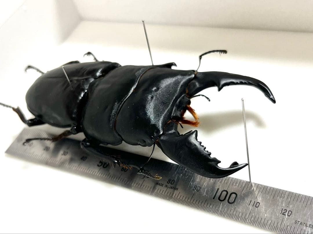 スマトラオオヒラタクワガタ 106mm 標本