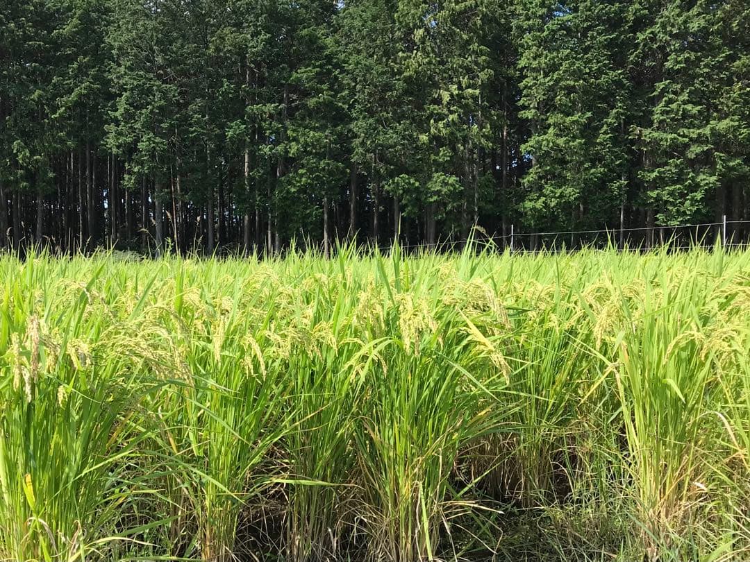 Natural farming 自然栽培米 自然療法 腸脳相関 シュタイナー教育
