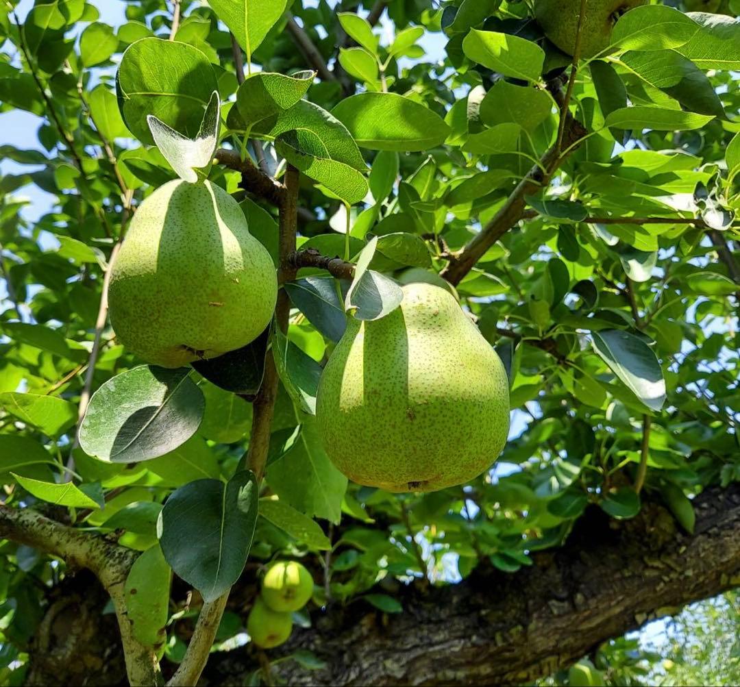 ★ moch1 ★ ラフランス　＆　ラフランスジュース　セット6箱