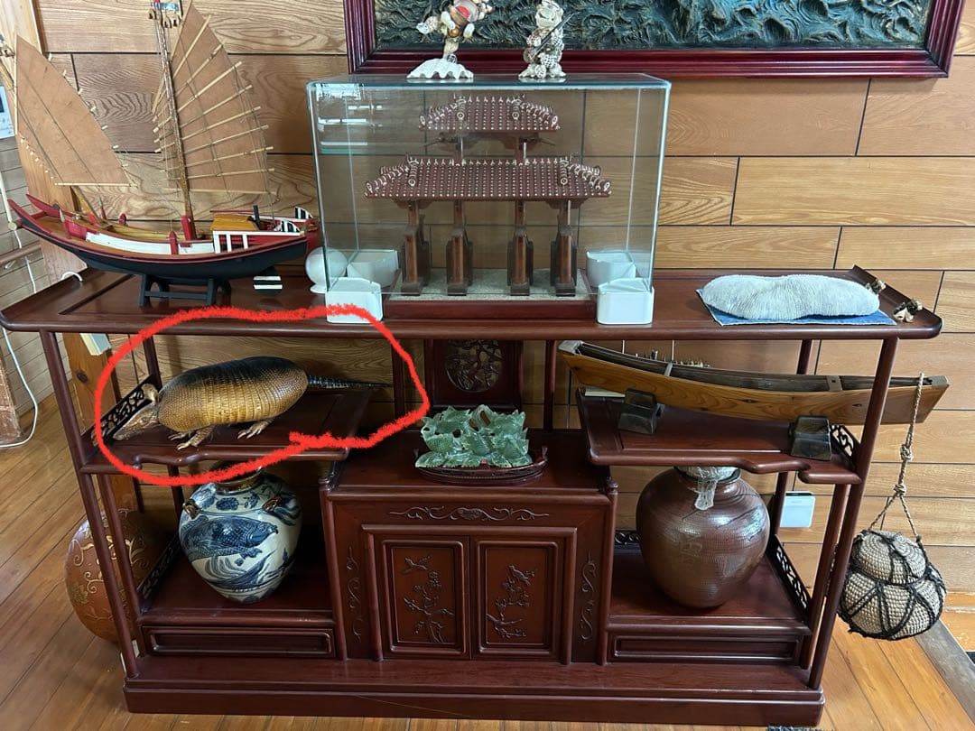 アルマジロ　剥製