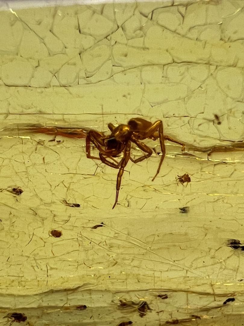 虫入り琥珀　蜘蛛　蚊　大量小さい虫内包　バルティックアンバー　バルト海沿岸地域産