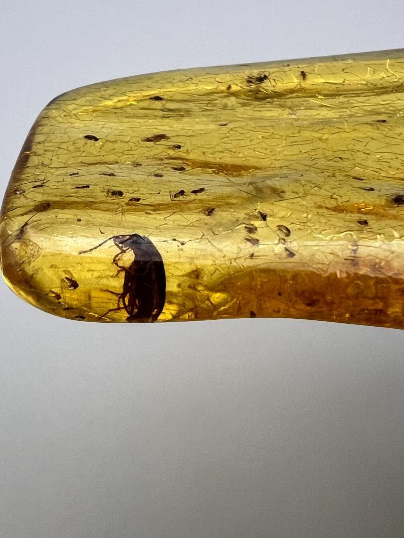 虫入り琥珀　蜘蛛　蚊　大量小さい虫内包　バルティックアンバー　バルト海沿岸地域産