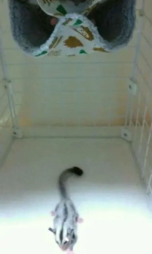 モモンガハウス(ハリネズミ柄Ver.4)ボアグレー  1850円