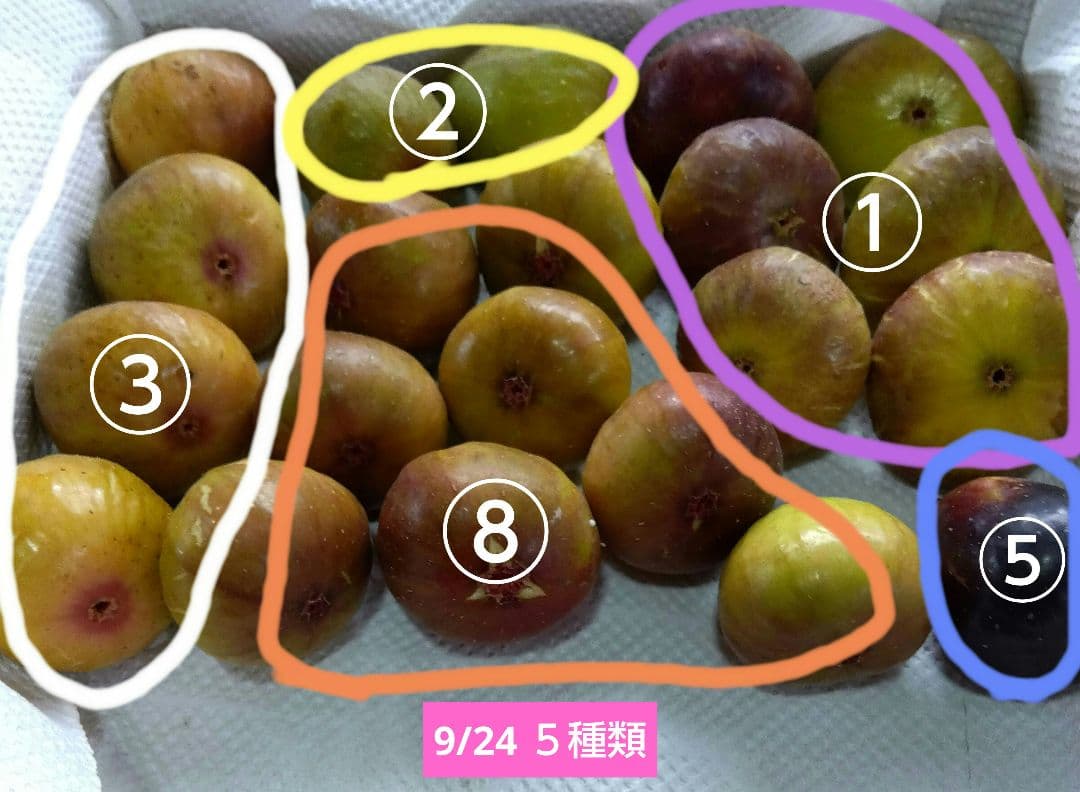 無花果（いちじく）多品種　コンパクトBOX　農薬不使用です