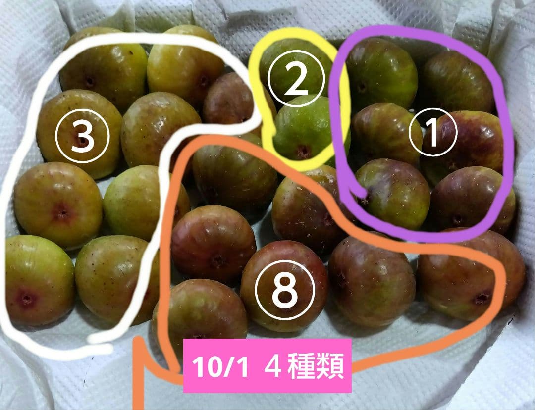 無花果（いちじく）多品種　コンパクトBOX　農薬不使用です