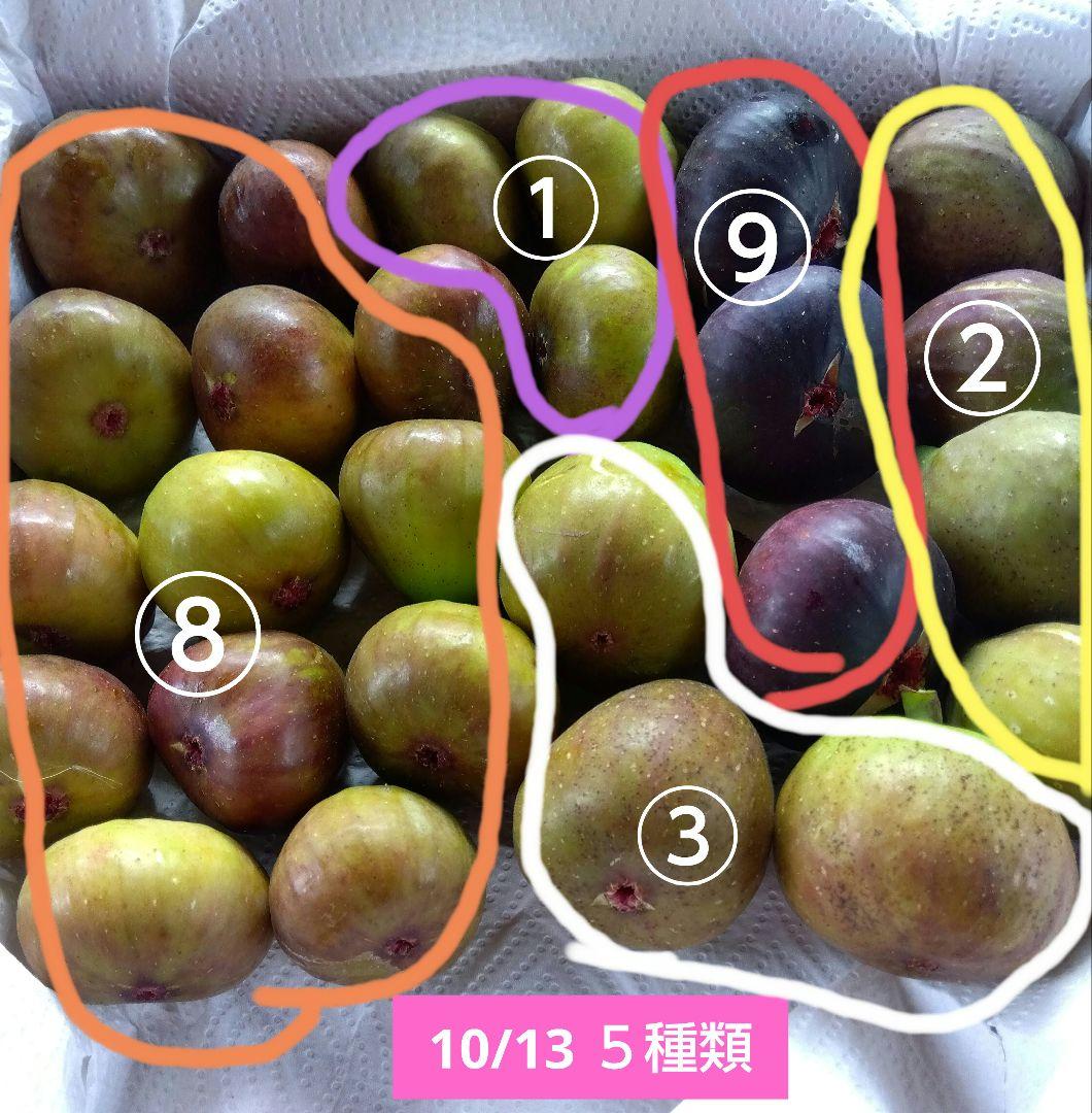 無花果（いちじく）多品種　コンパクトBOX　農薬不使用です