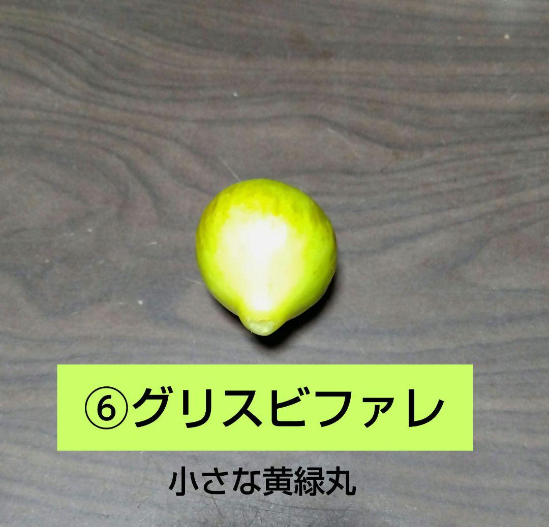 無花果（いちじく）多品種　コンパクトBOX　農薬不使用です