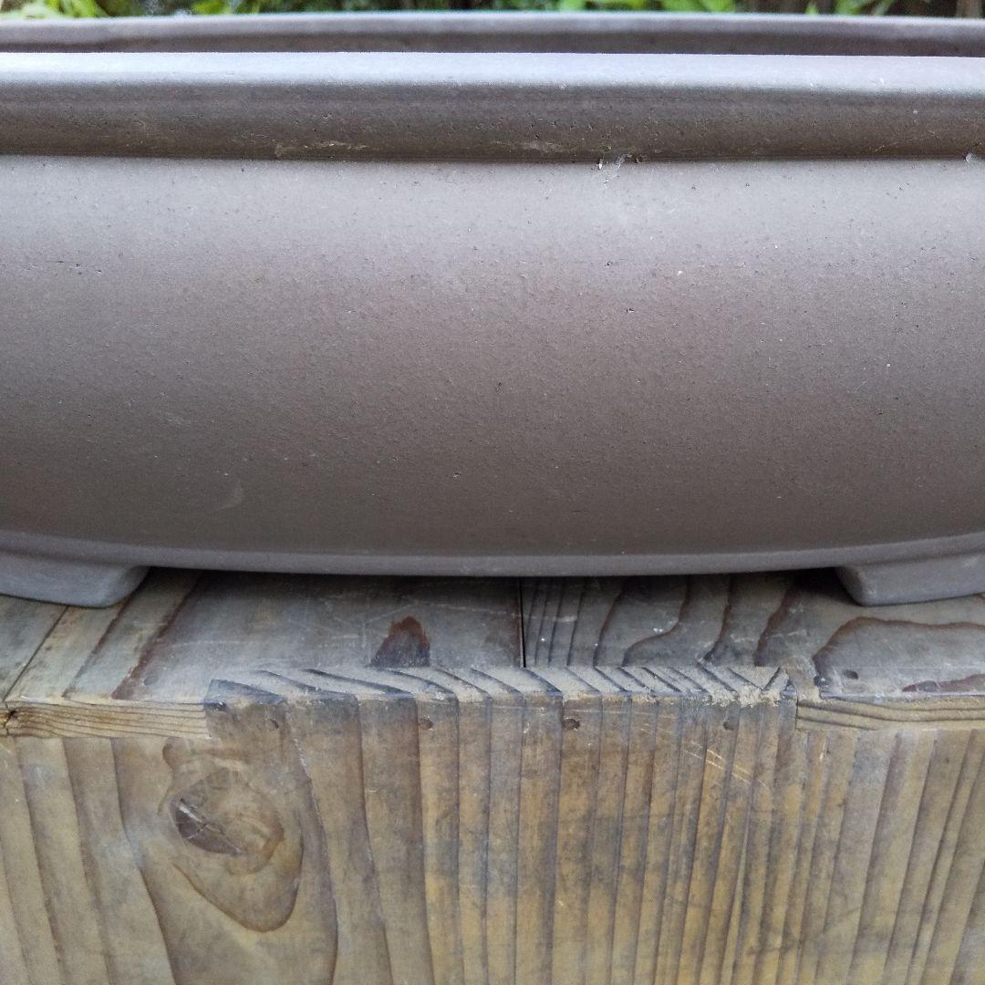 常滑焼 盆栽鉢 松柏類 大品『松下陶園』泥鉢 泥物 外縁 小判 隅入 袋形 切足