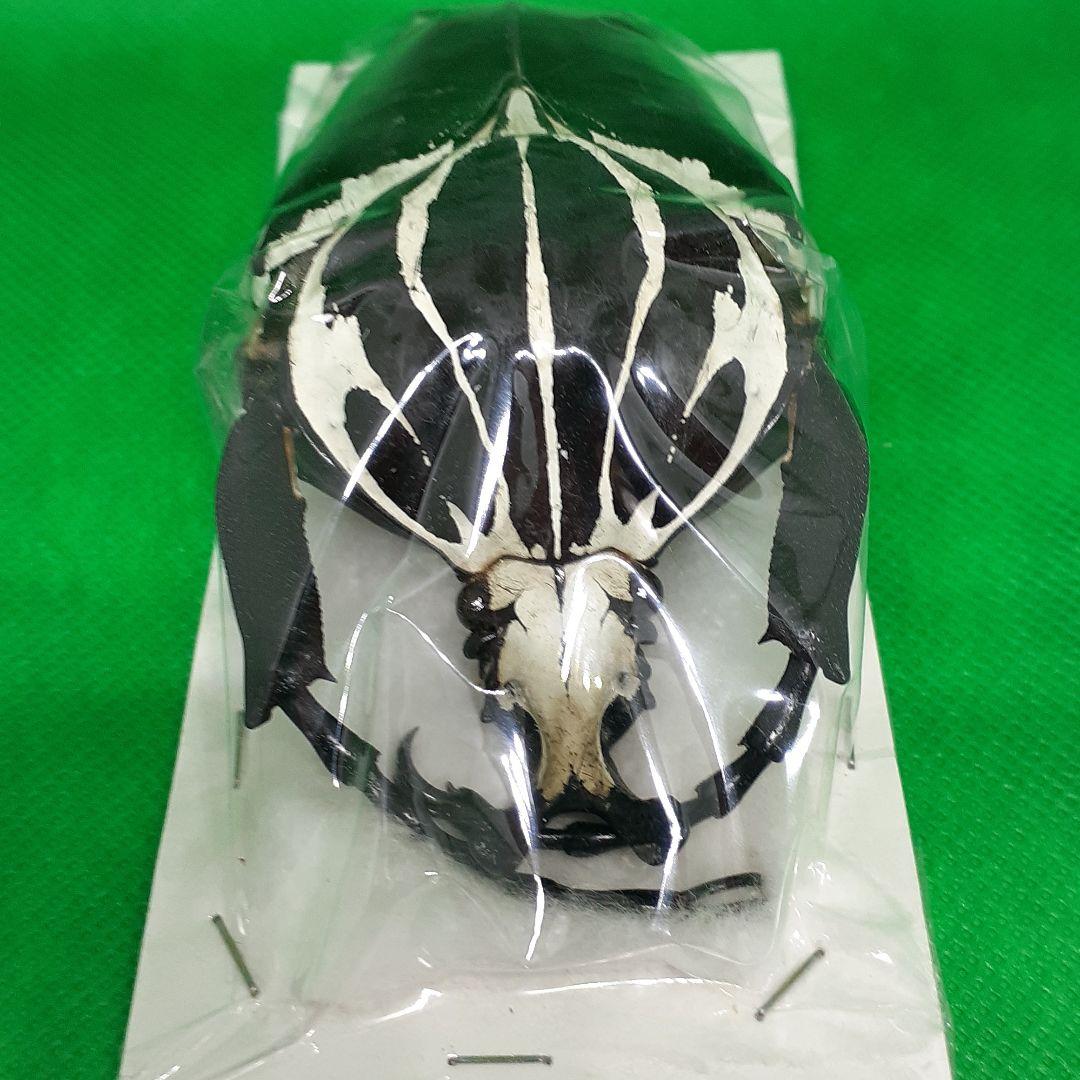 標本 Goliathus goliatus apicalis 100mm CONGO