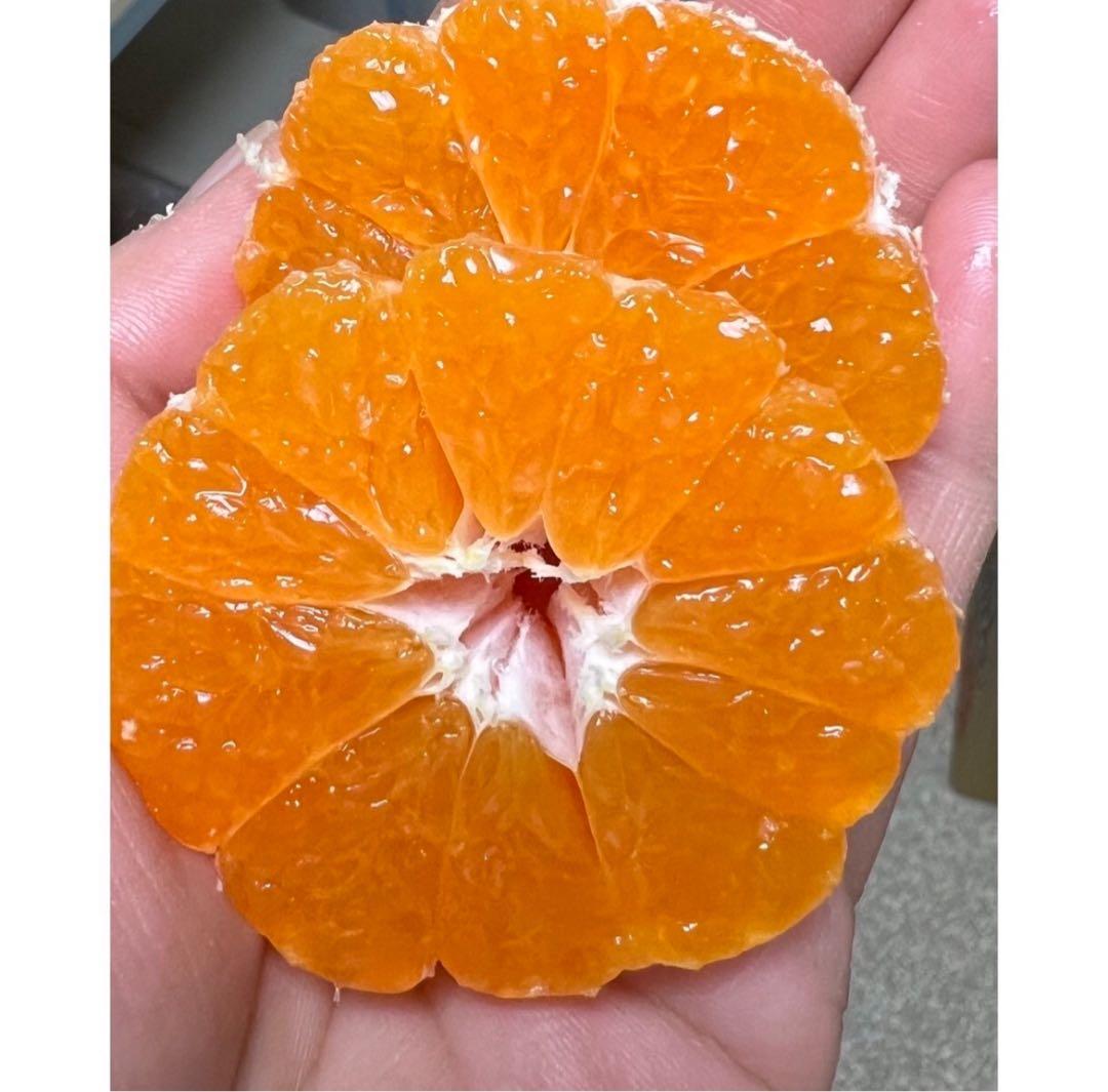 白い小鳩　即購入歓迎