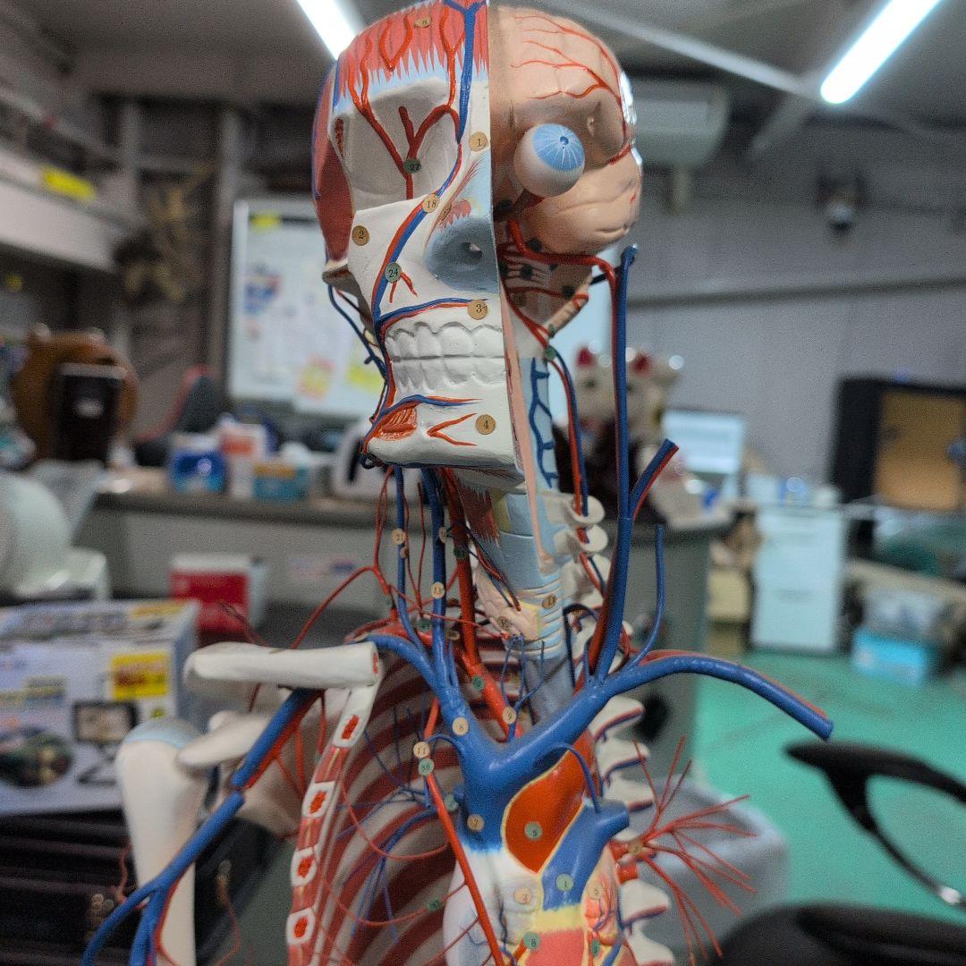 京都科学 骨格付き血液循環系模型