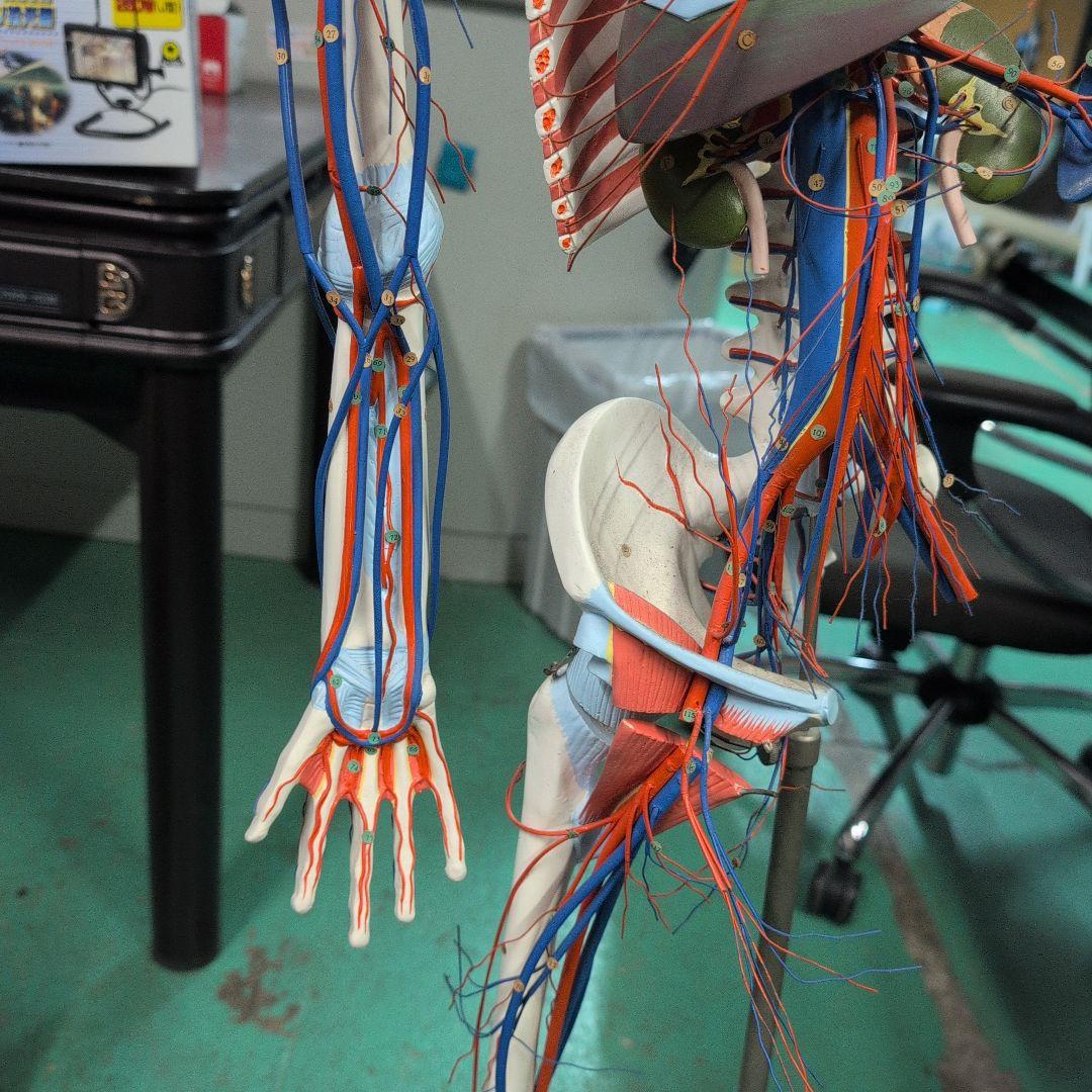 京都科学 骨格付き血液循環系模型