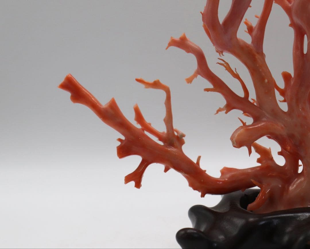 發財樹　縁起物　本珊瑚　重さ約340g 送料込み250814