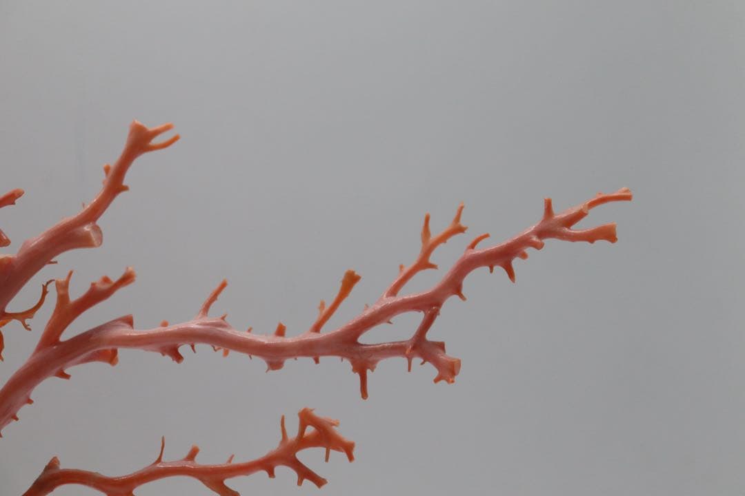 發財樹　縁起物　本珊瑚　重さ約340g 送料込み250814