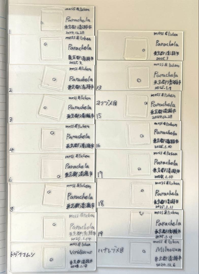 クマムシ標本セット