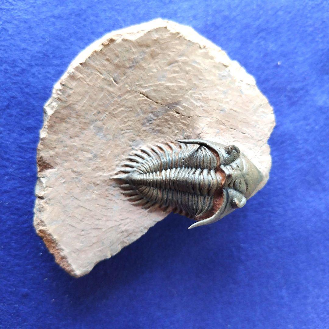 超美麗！ メタカンティナ 三葉虫 希少 最高級