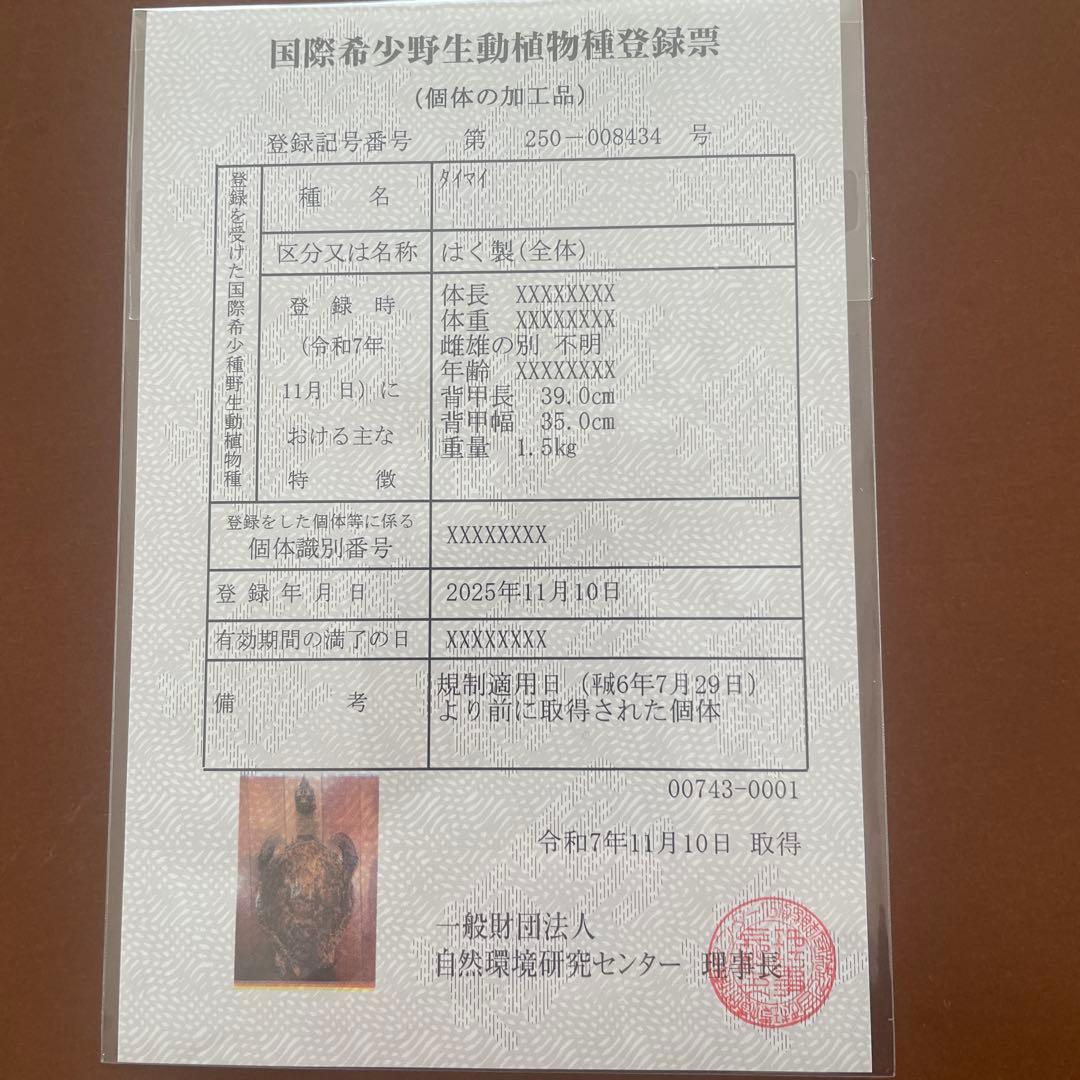 ウミガメ（タイマイ）剥製　 国際希少野生動物種登録票あり （台座オマケ）