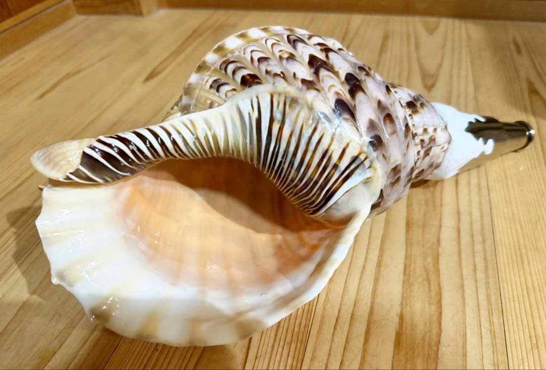 修験道法螺貝　山伏　密教　魔除け　熊よけ❣️ホラガイ　ほら貝