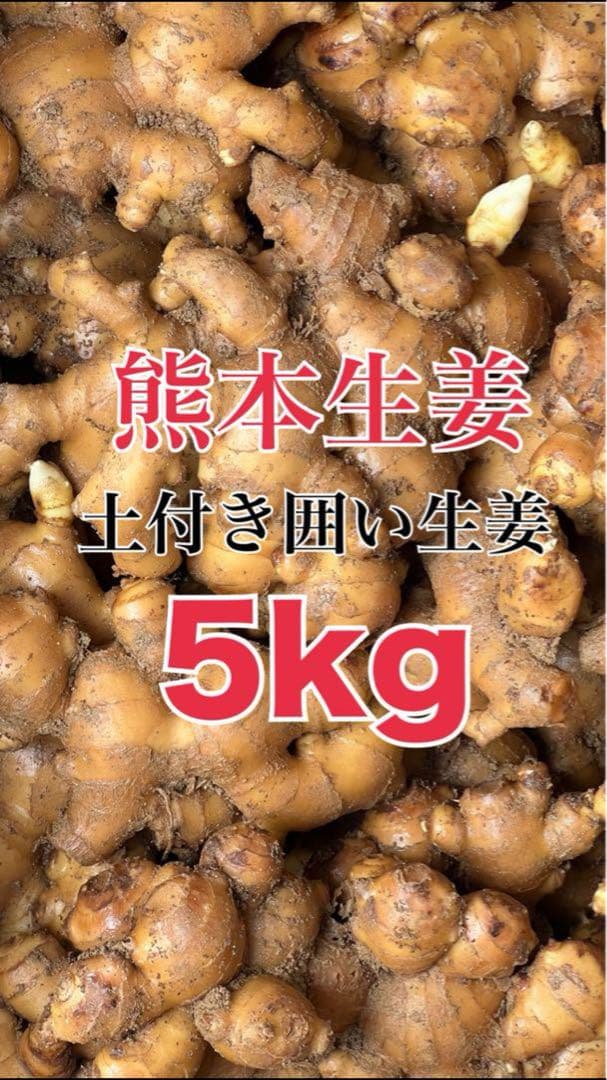 熊本生姜 5キロ