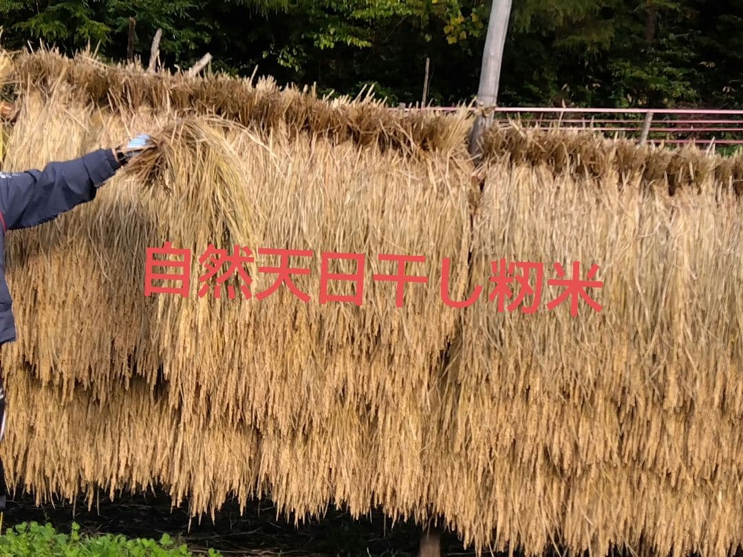 令和６年度岩手県産かけはし自然天日干し籾米10kg