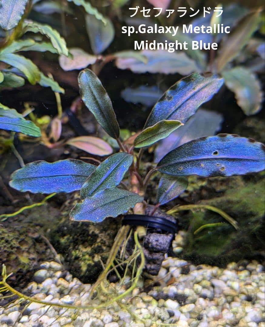 ブセファランドラsp.ギャラクシーメタリックミッドナイトブルー　完全水中葉