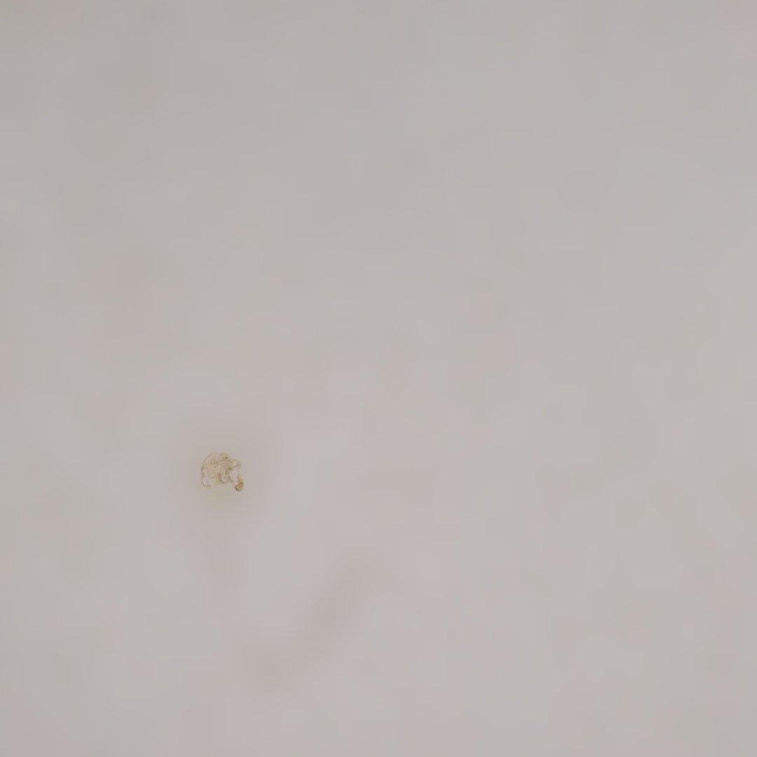  カップとソーサー 2個セット　箱有り　新品未使用