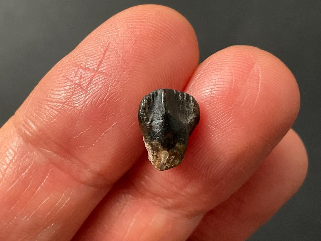 恐竜の歯 トリケラトプス [TR95] 化石 希少