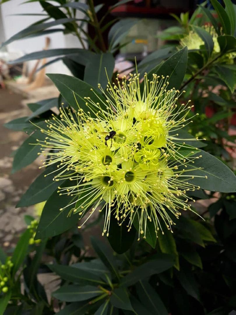 ササナミ様 バリ島 針なしミツバチの蜂蜜(完全非加熱)約140g 6本