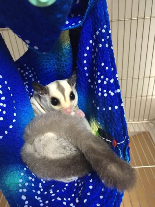 モモンガハウス(花火・蛙)青  夏仕様  涼しい夏生地を使用❗️1650円