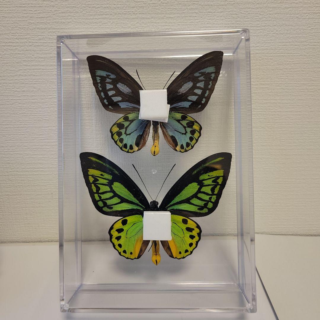 蝶の標本　トリバネチョウの世界(特A特)