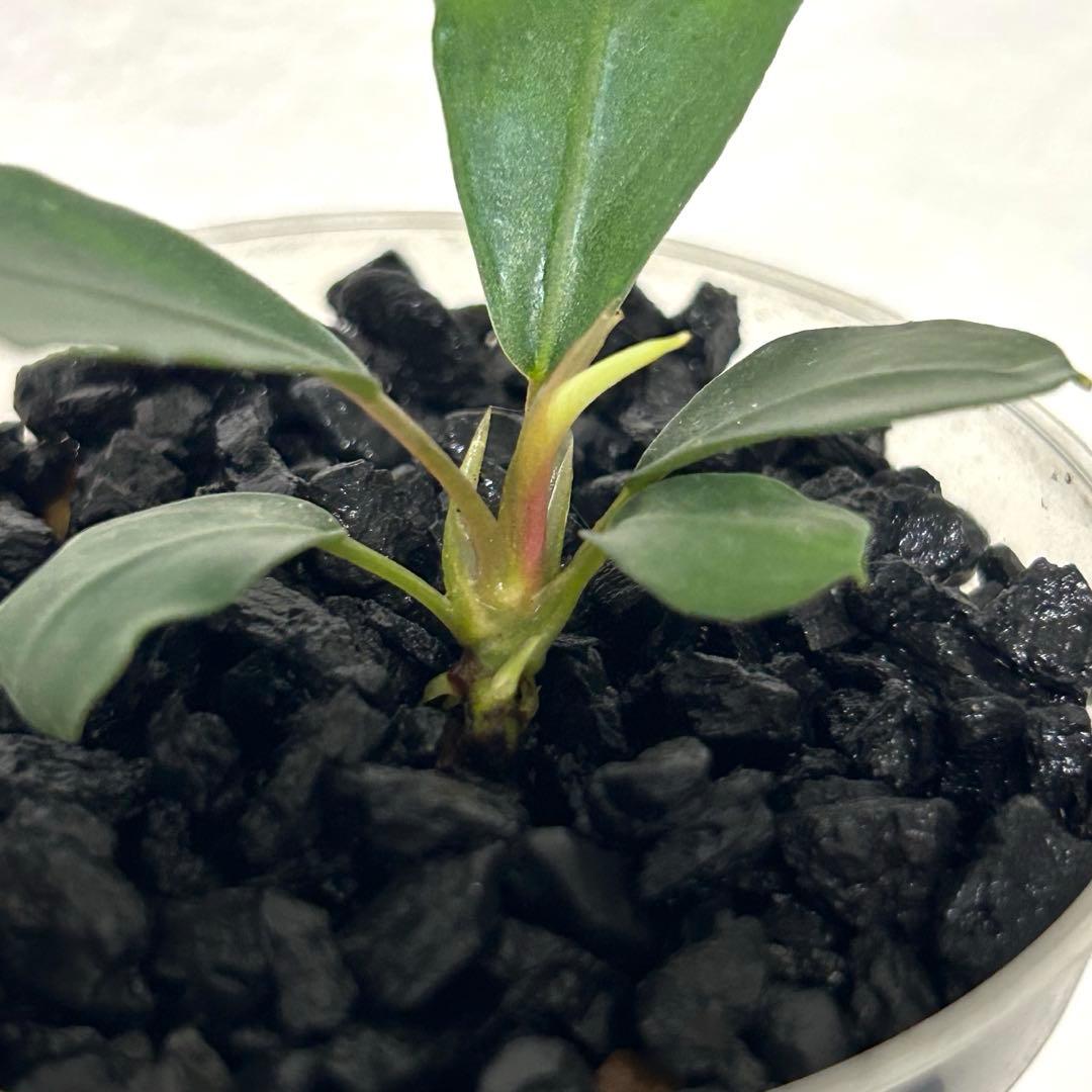 【子株】ブセファランドラ　パールグレー　TB便