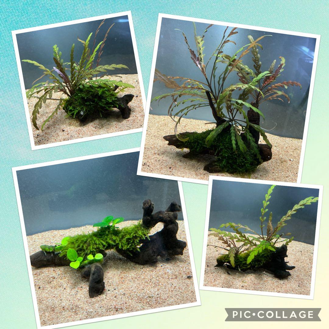 Eagle Desert様 リクエスト 4点 まとめ商品　水草