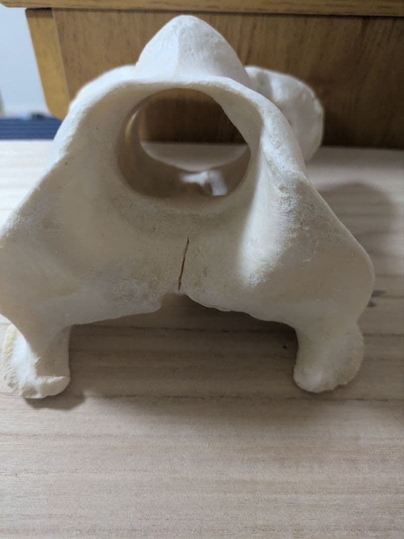 ケープキリン第1頚椎 骨格標本 頭骨 剥製