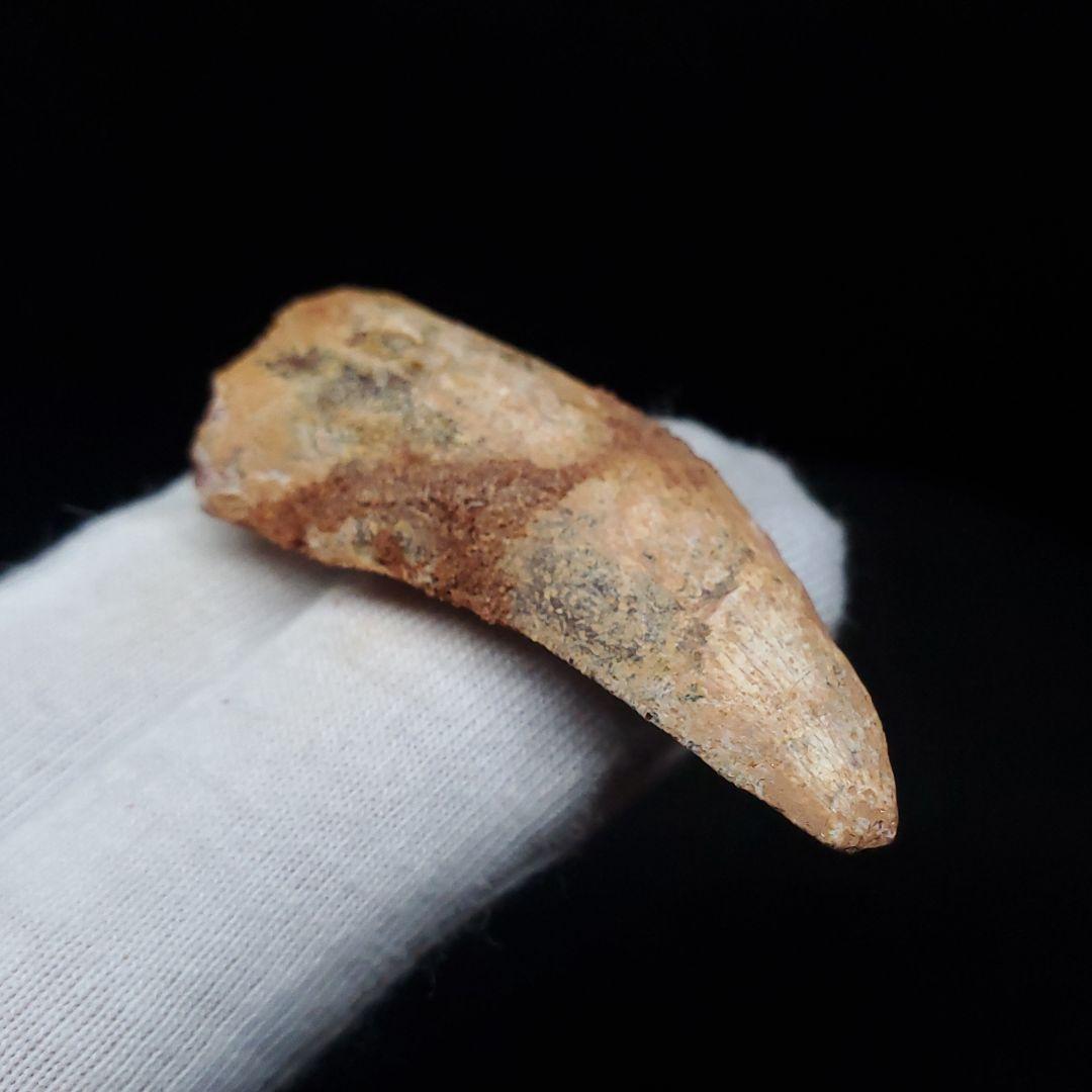 カルカロドントサウルス 歯 化石 本物 モロッコ産 48.51mm  fca16