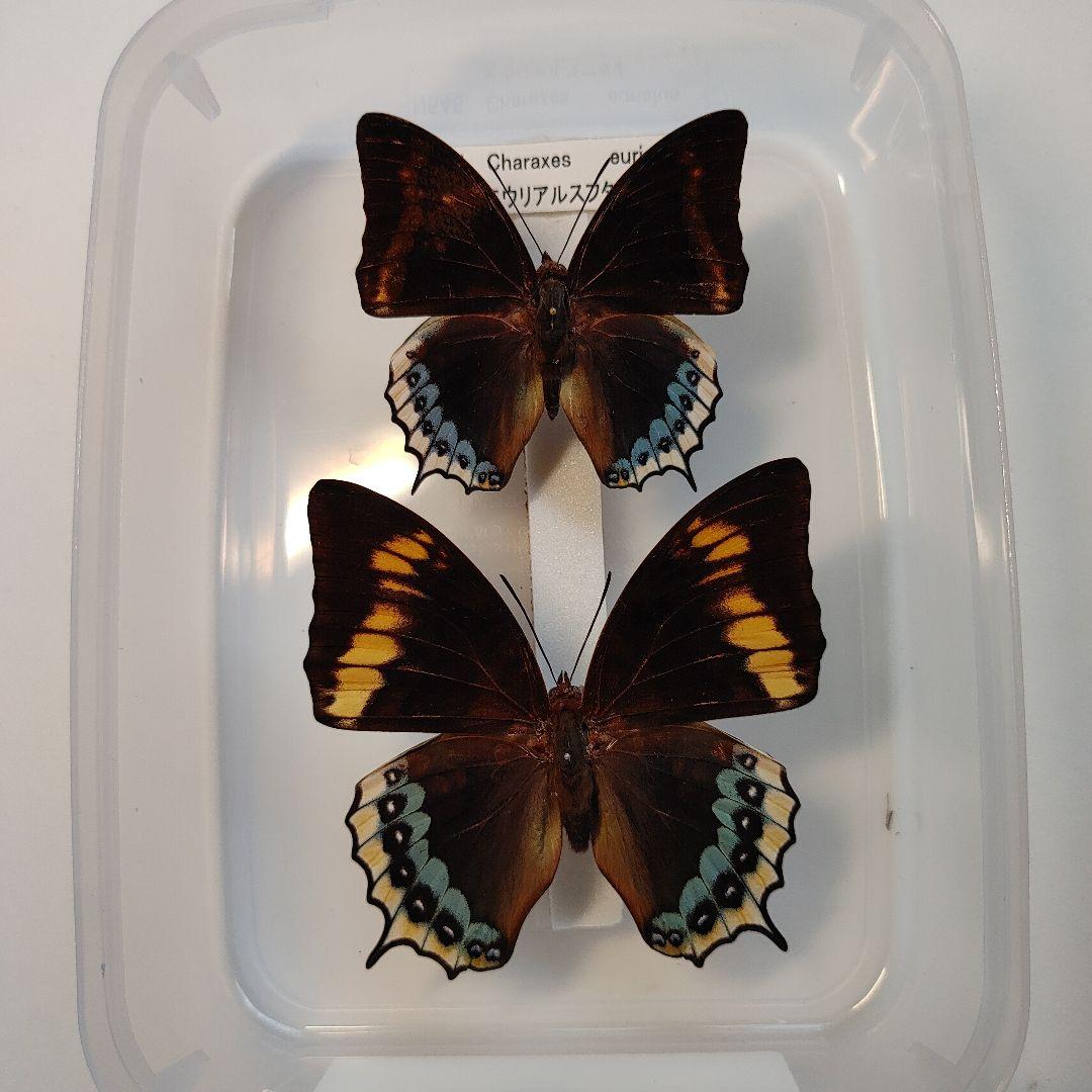 フタオ蝶　　珍品